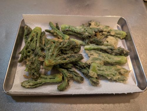 タラの芽＜2026年タラの芽立派なものが取れました